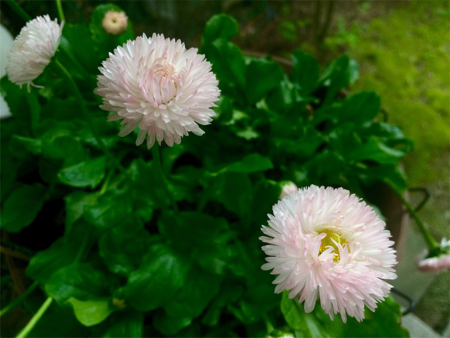 f:id:m-hatch:20160505224512j:image f:id:m-hatch:20160505224512j:image