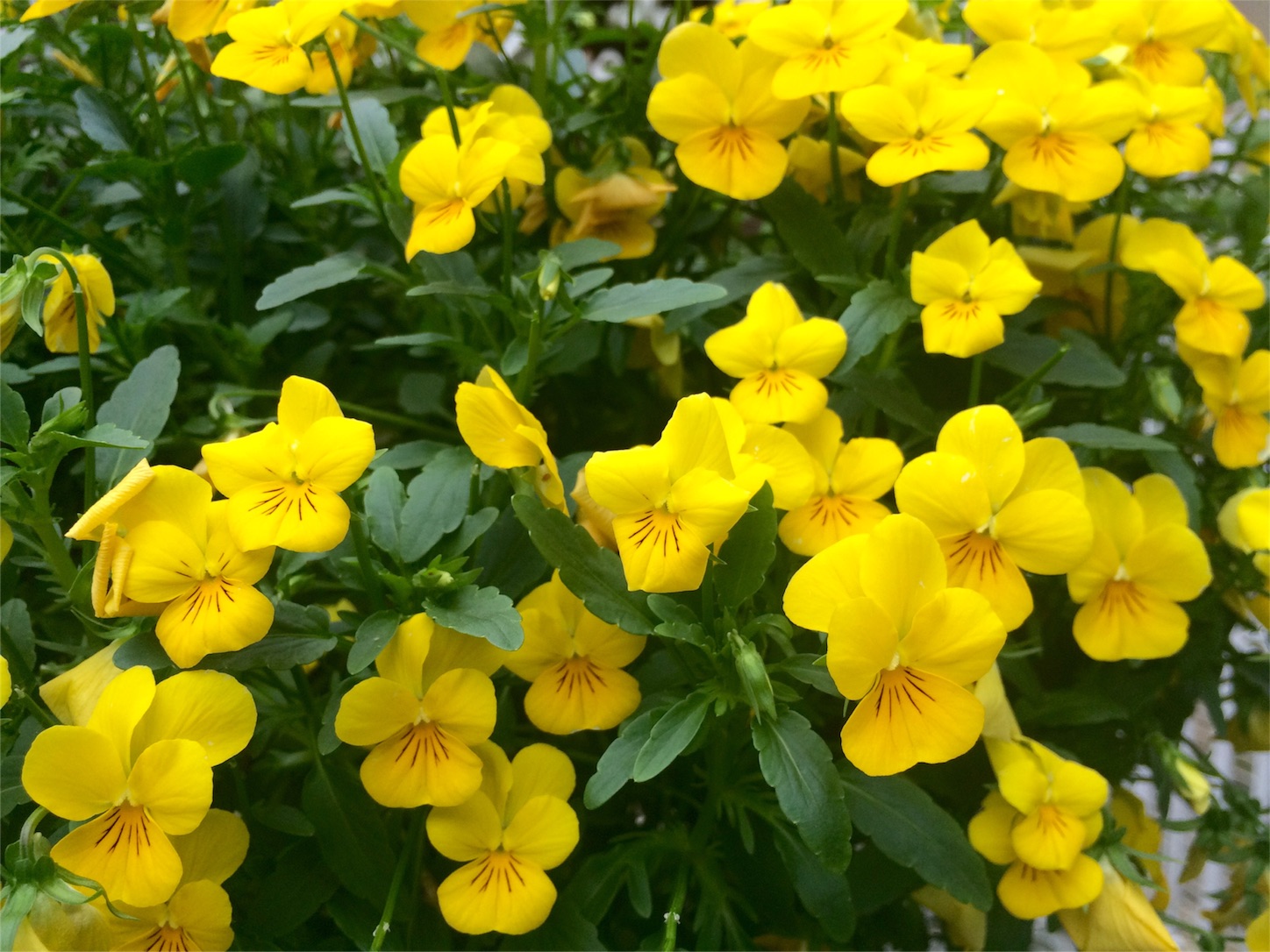 f:id:m-hatch:20160505224758j:image f:id:m-hatch:20160505224758j:image