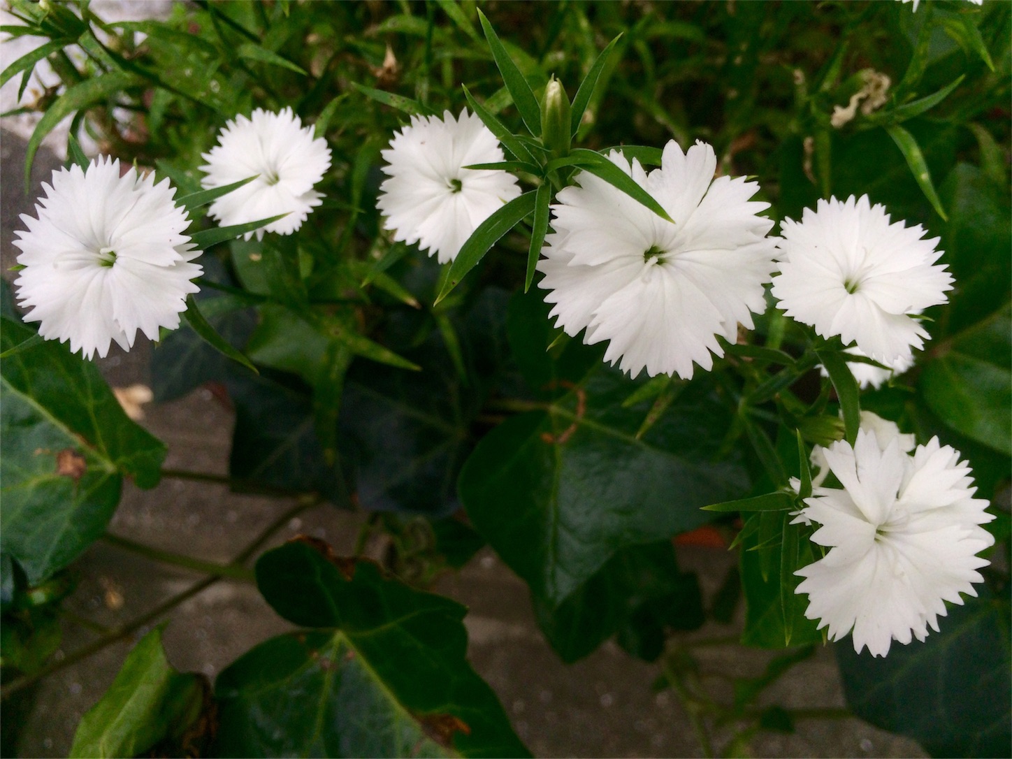 f:id:m-hatch:20160505224853j:image f:id:m-hatch:20160505224853j:image
