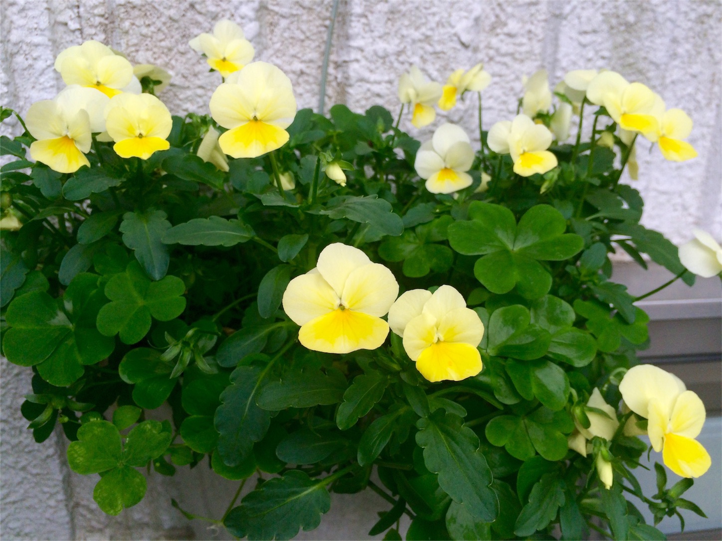 f:id:m-hatch:20160505224953j:image f:id:m-hatch:20160505224953j:image