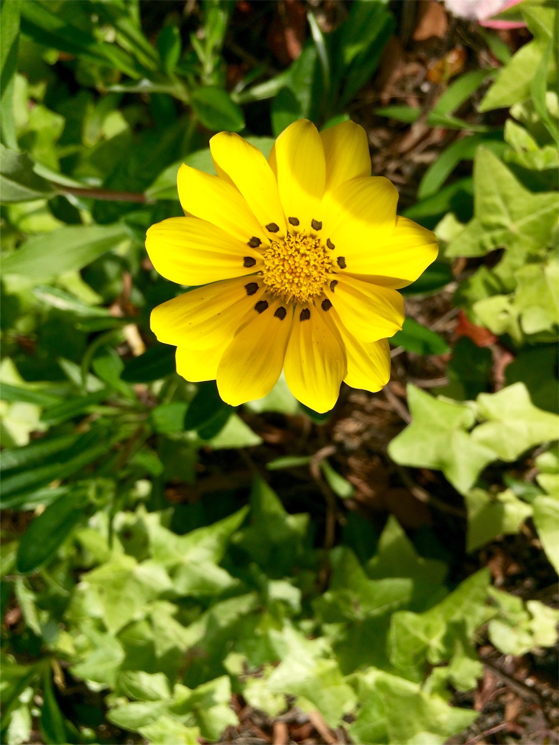 f:id:m-hatch:20160507231320j:image f:id:m-hatch:20160507231320j:image