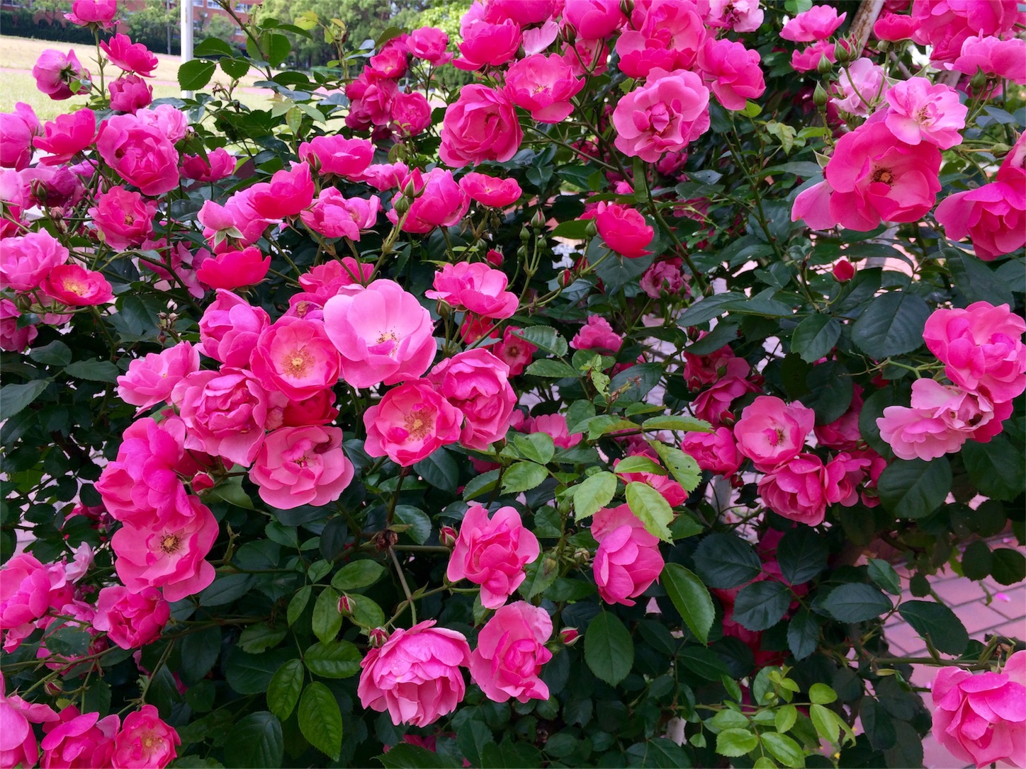 f:id:m-hatch:20160518005429j:image f:id:m-hatch:20160518005429j:image
