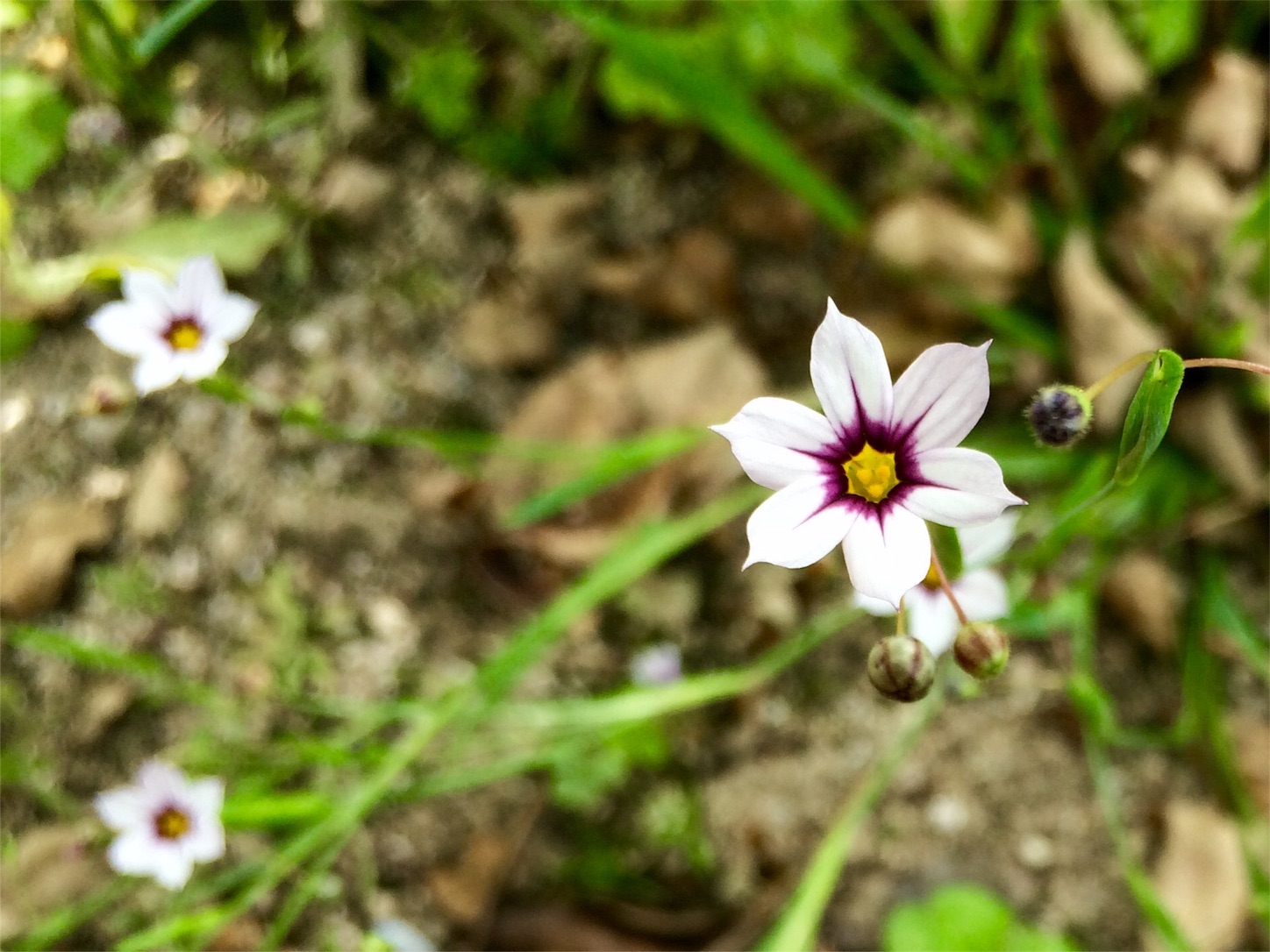 f:id:m-hatch:20160518005530j:image f:id:m-hatch:20160518005530j:image
