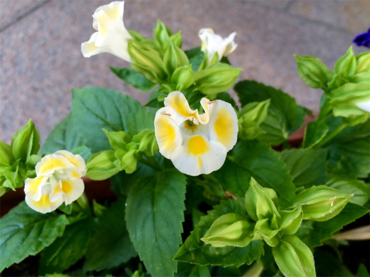 f:id:m-hatch:20160519215323j:image f:id:m-hatch:20160519215323j:image
