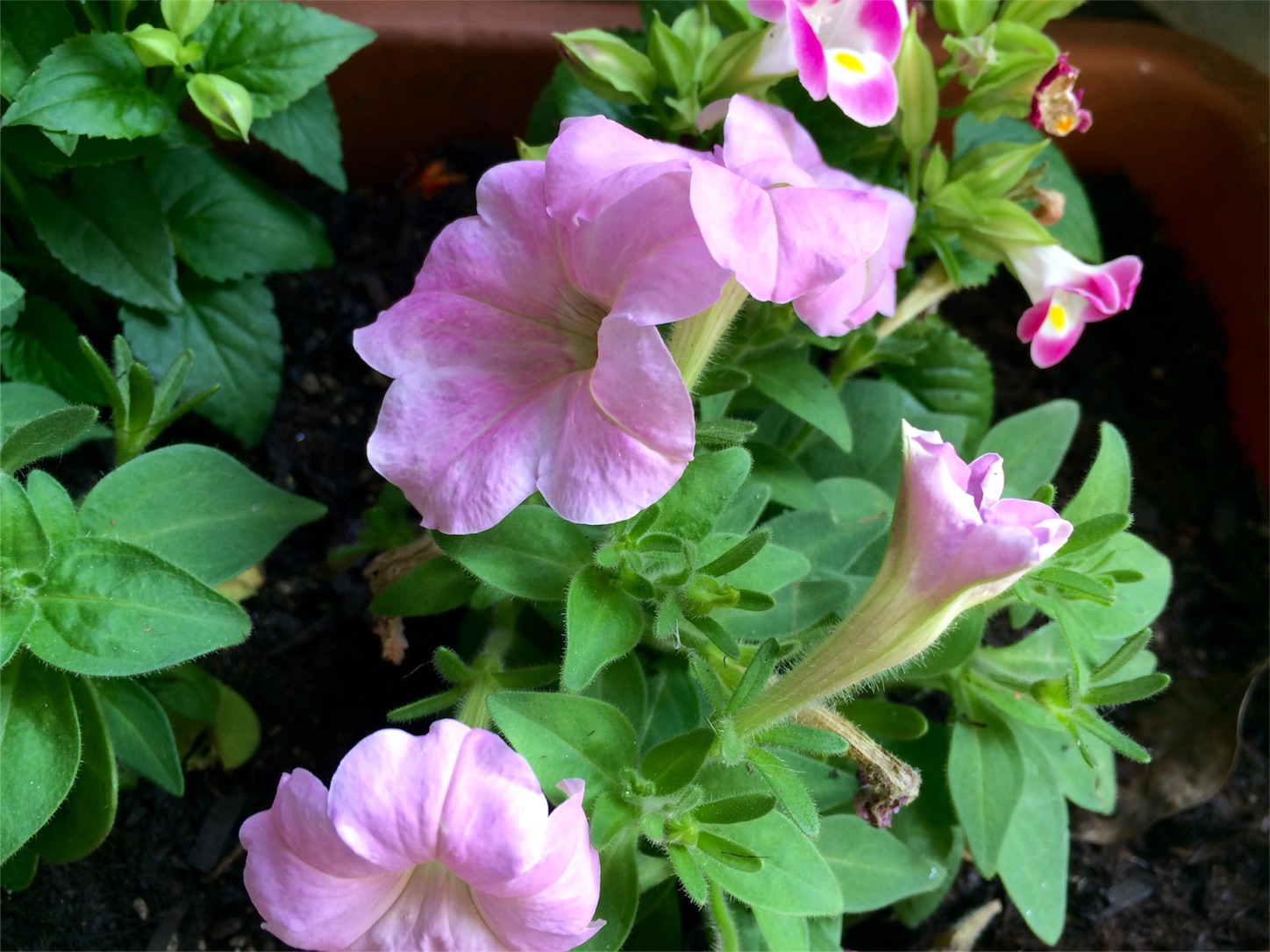 f:id:m-hatch:20160519215400j:image f:id:m-hatch:20160519215400j:image