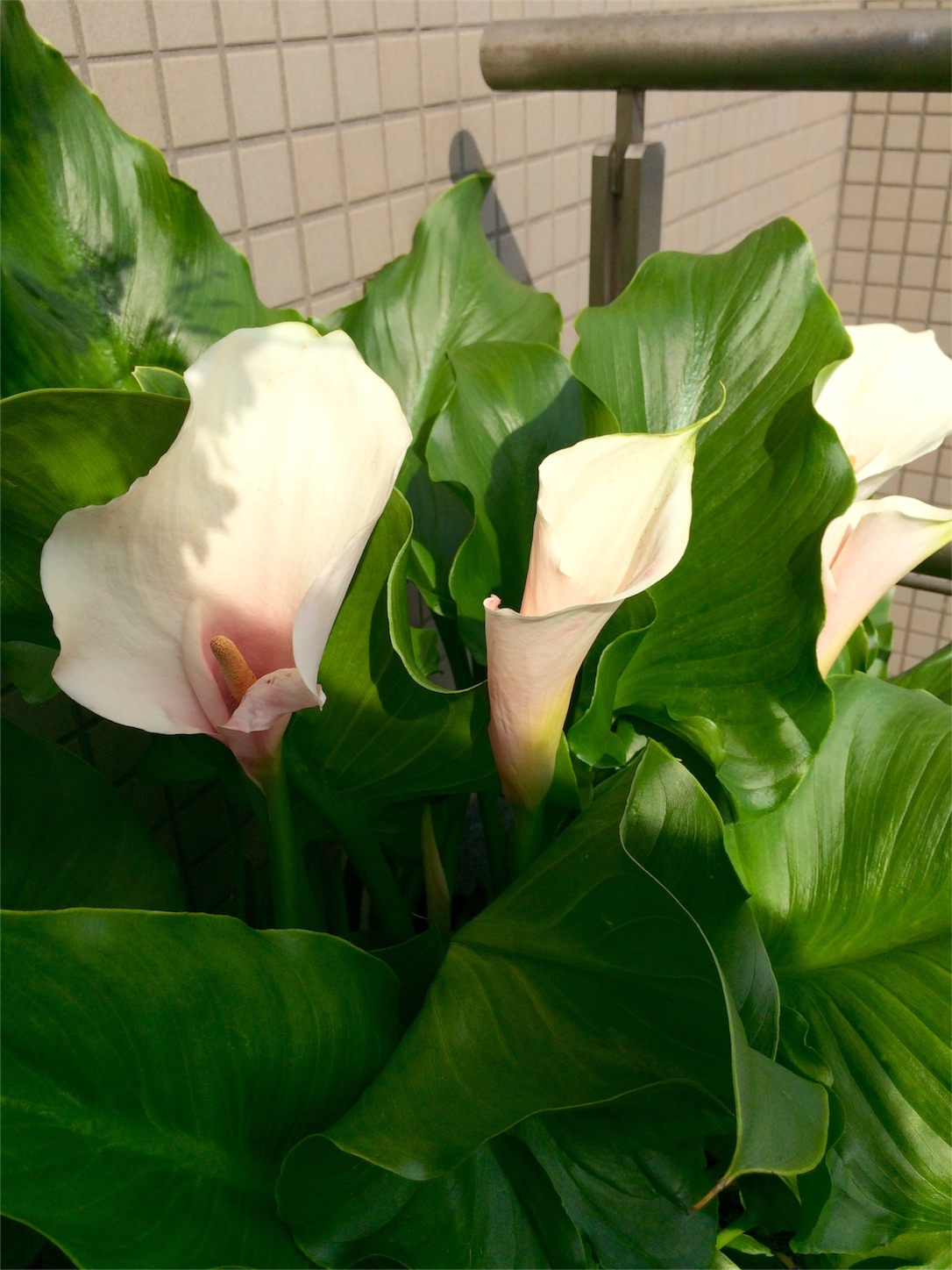 f:id:m-hatch:20160521231915j:image f:id:m-hatch:20160521231915j:image
