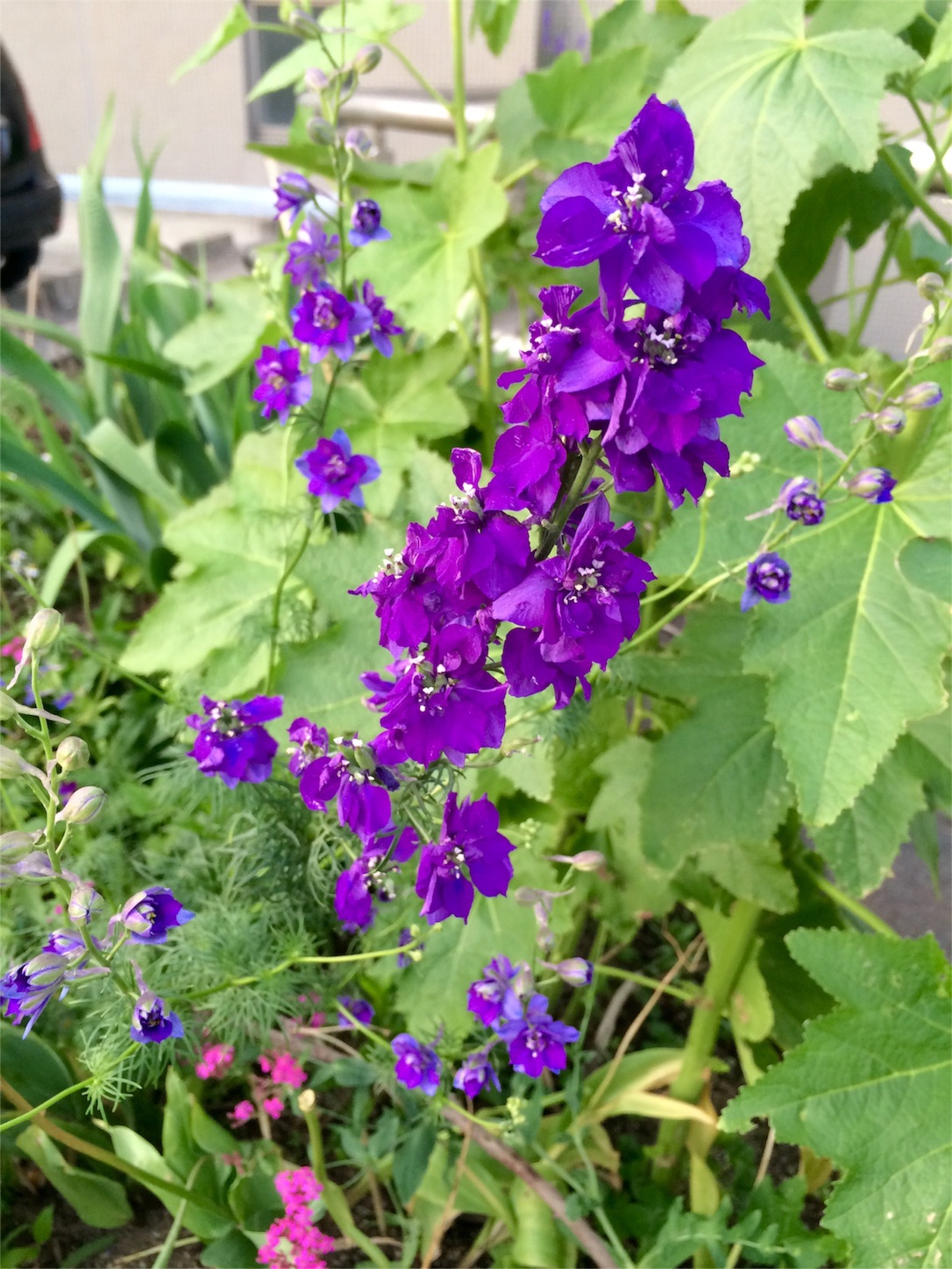 f:id:m-hatch:20160525223440j:image f:id:m-hatch:20160525223440j:image