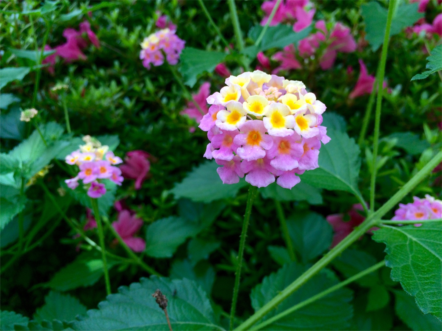 f:id:m-hatch:20160525231716j:image f:id:m-hatch:20160525231716j:image
