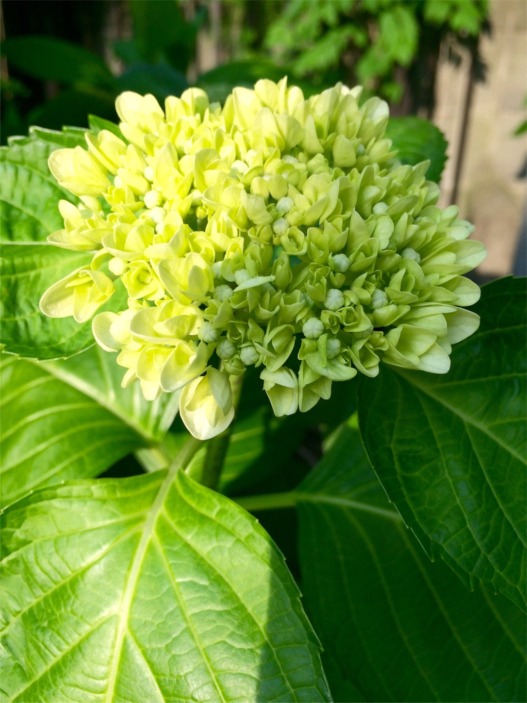 f:id:m-hatch:20160527234553j:image f:id:m-hatch:20160527234553j:image