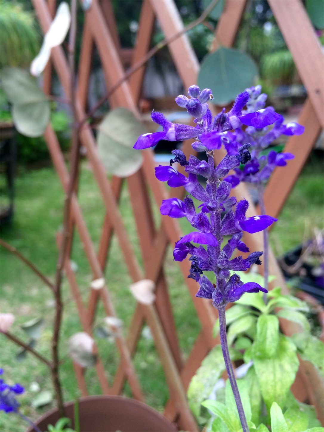 f:id:m-hatch:20160529004200j:image f:id:m-hatch:20160529004200j:image