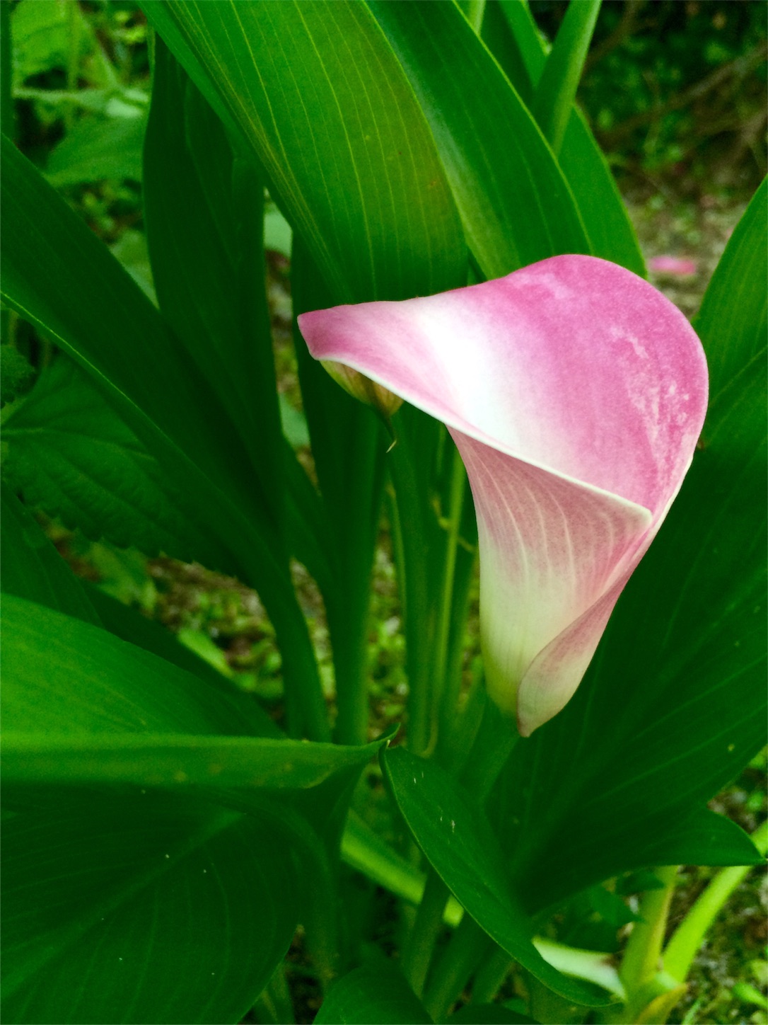f:id:m-hatch:20160531210824j:image f:id:m-hatch:20160531210824j:image