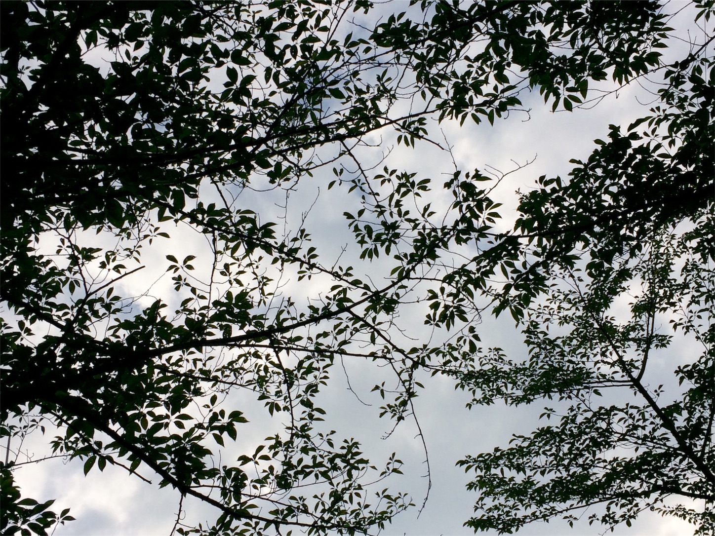 f:id:m-hatch:20160601005329j:image f:id:m-hatch:20160601005329j:image