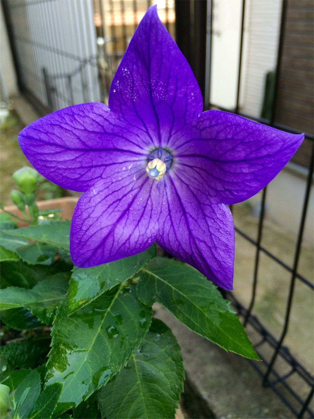 f:id:m-hatch:20160601220554j:image f:id:m-hatch:20160601220554j:image