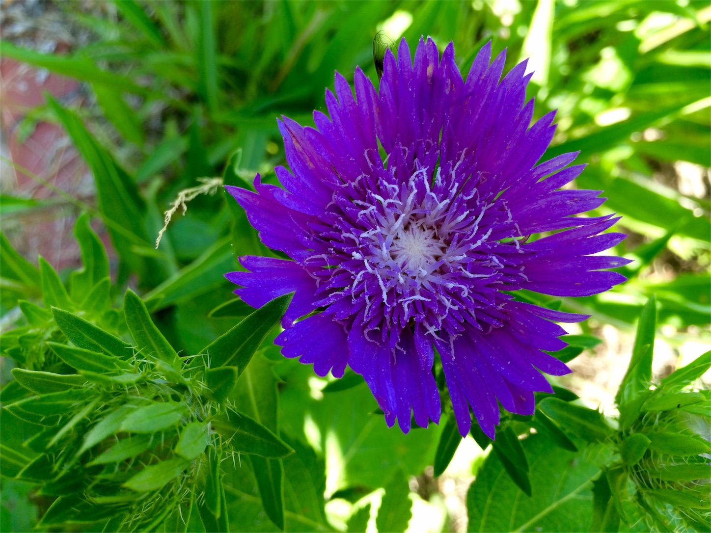 f:id:m-hatch:20160602223111j:image f:id:m-hatch:20160602223111j:image