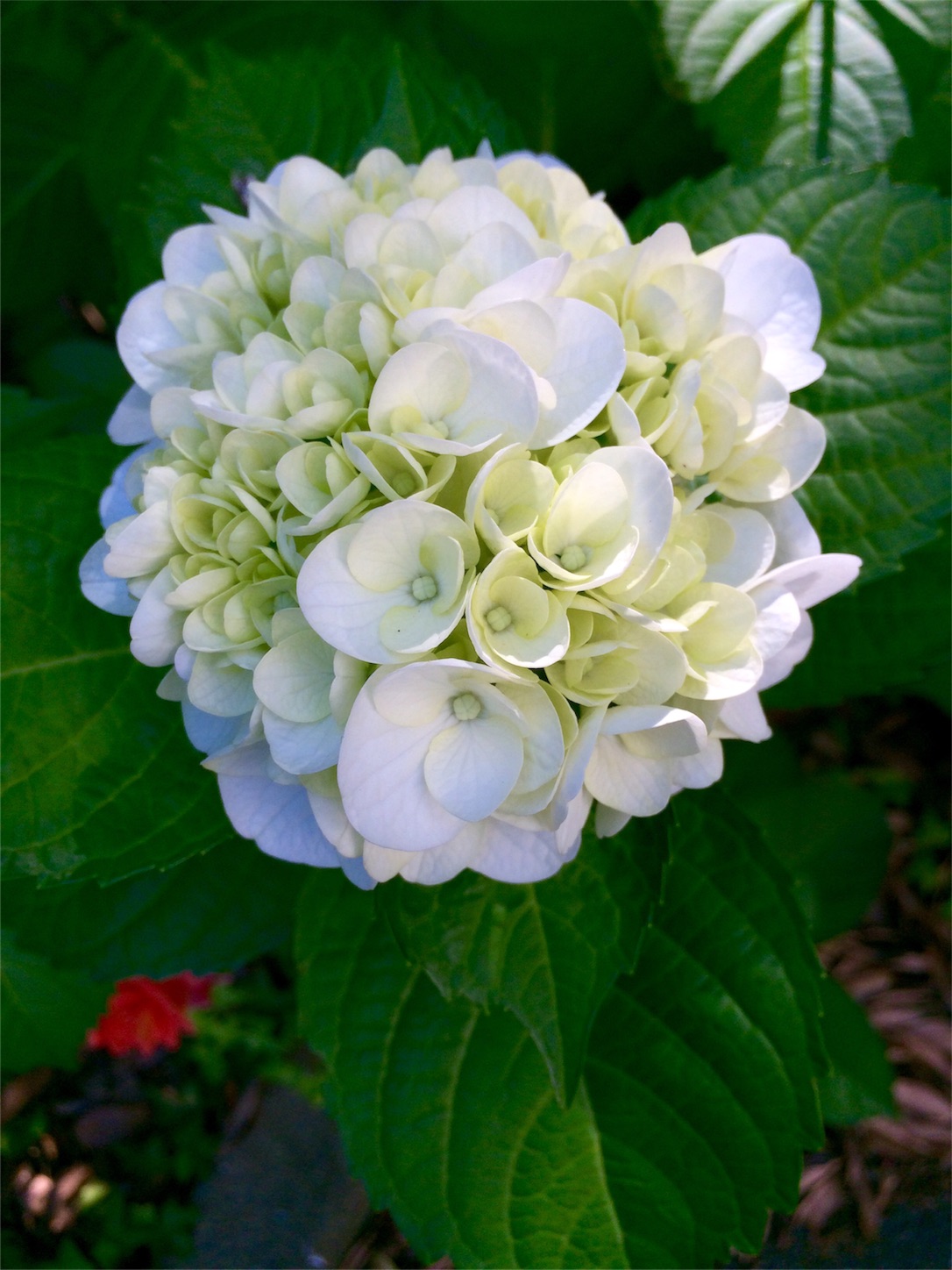 f:id:m-hatch:20160603225624j:image f:id:m-hatch:20160603225624j:image