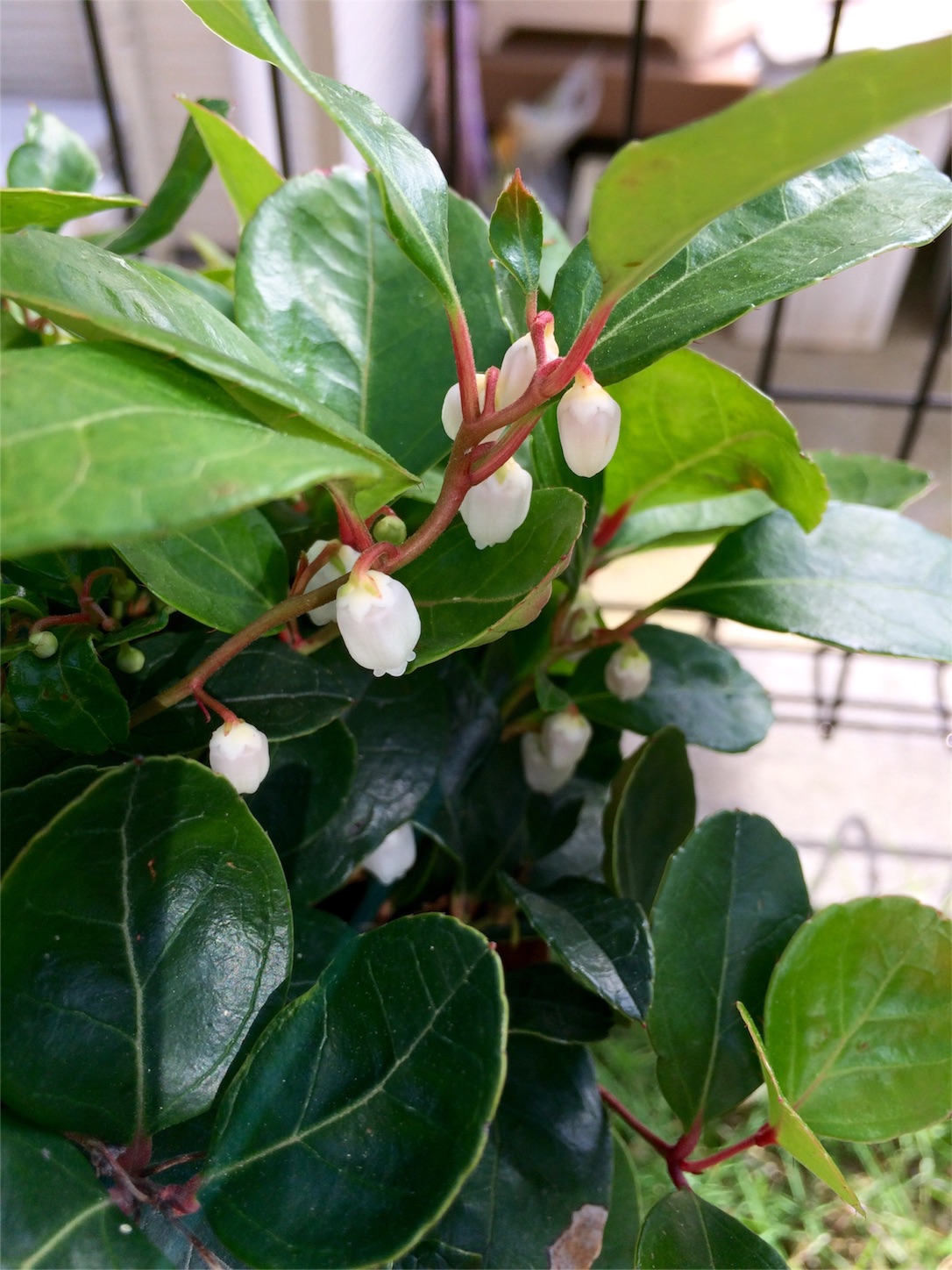 f:id:m-hatch:20160603232324j:image f:id:m-hatch:20160603232324j:image