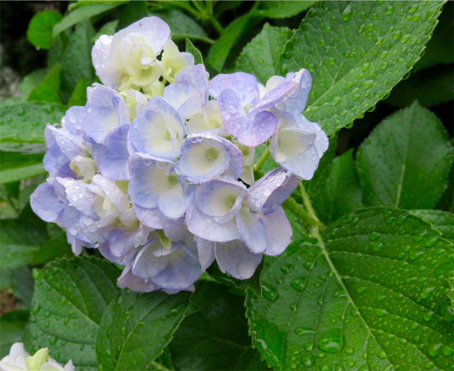 f:id:m-hatch:20160605220419j:image f:id:m-hatch:20160605220419j:image