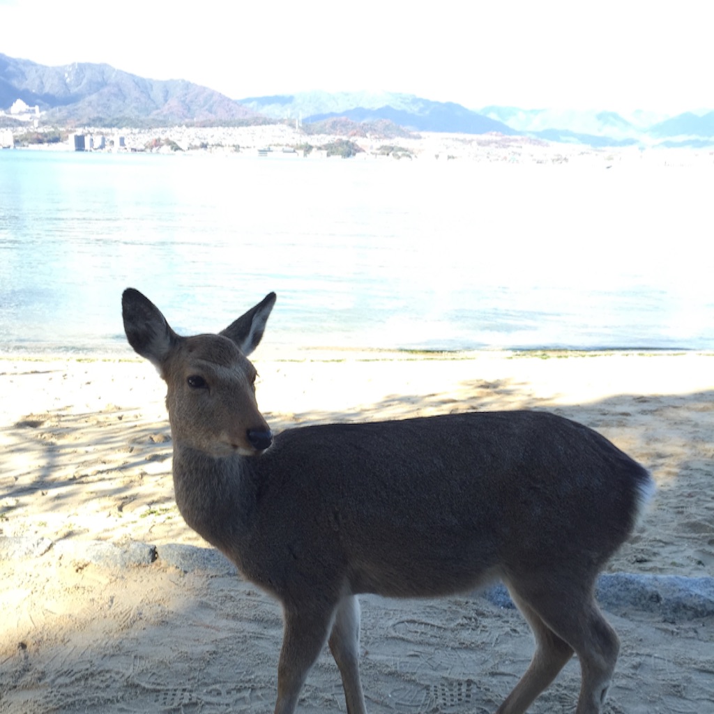 f:id:m-laurant654:20151220195625j:image f:id:m-laurant654:20151220195625j:image