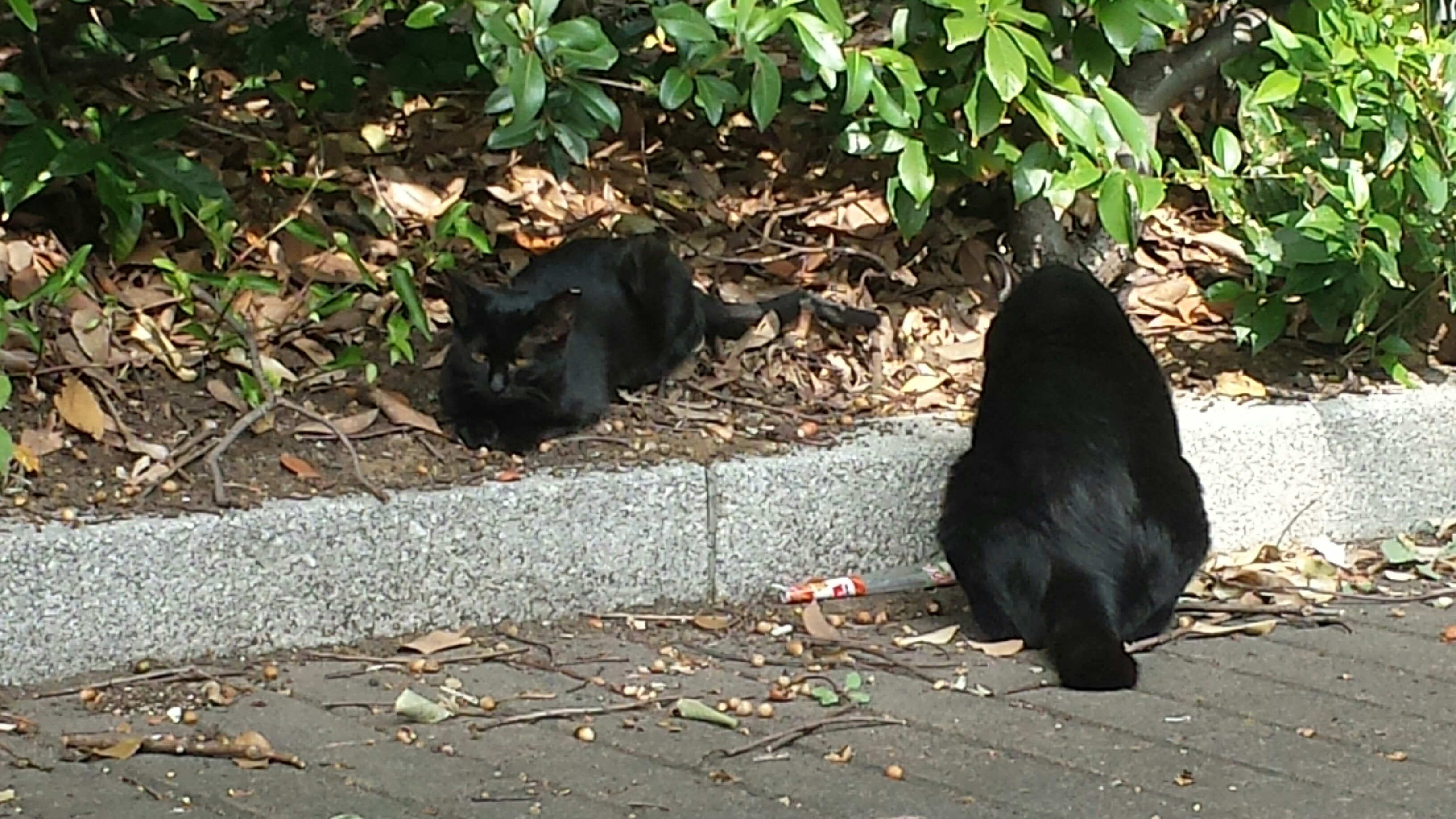 f:id:m-mocchan0629:20151110153153j:image f:id:m-mocchan0629:20151110153153j:image