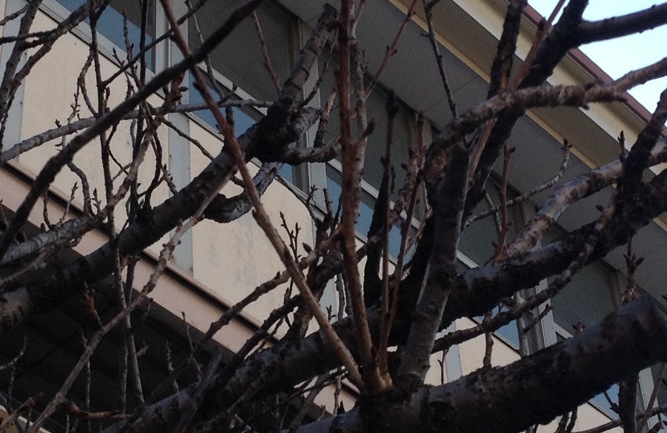 f:id:m3785com:20130224082633j:image:w360 f:id:m3785com:20130224082633j:image:w360