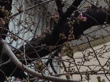 f:id:m3785com:20130320091912j:plain f:id:m3785com:20130320091912j:plain