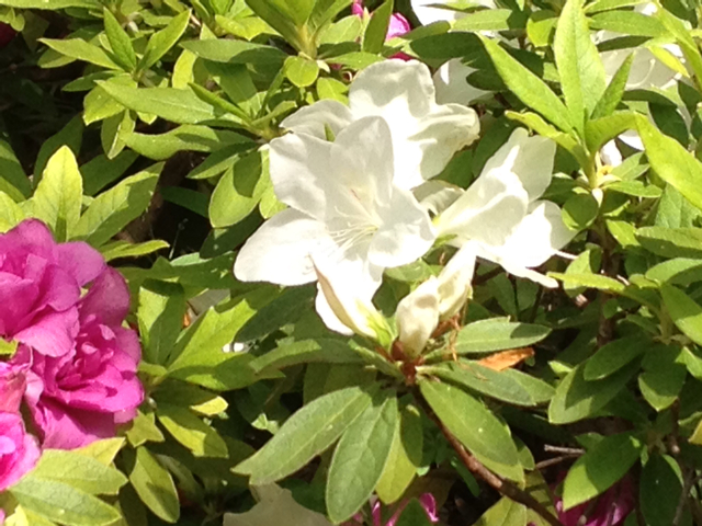 f:id:m3785com:20130416134909j:plain f:id:m3785com:20130416134909j:plain