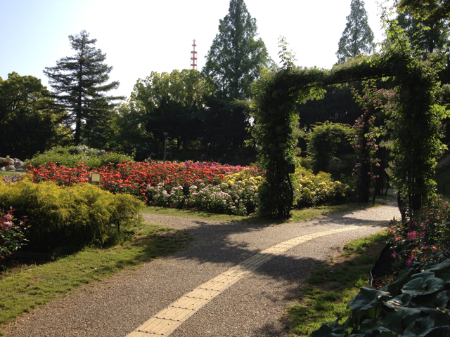 f:id:m3785com:20130518102939j:plain 靱公園 バラ園-5