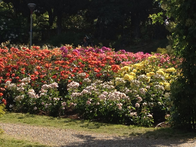 f:id:m3785com:20130518102959j:plain 靱公園 バラ園-6