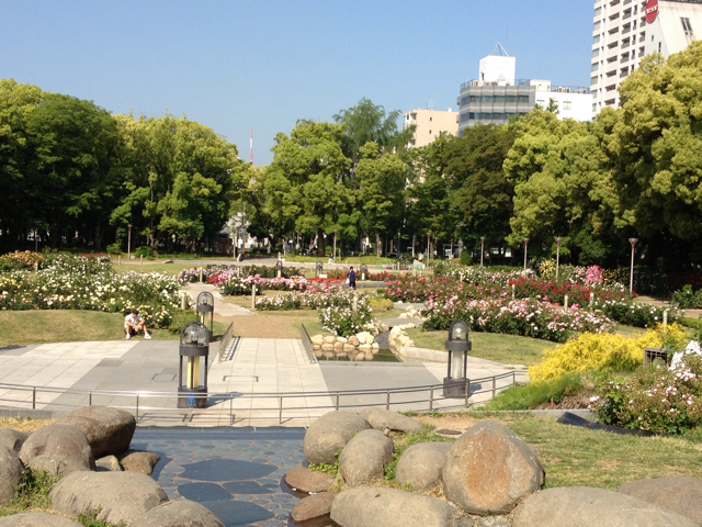 靱公園 バラ園