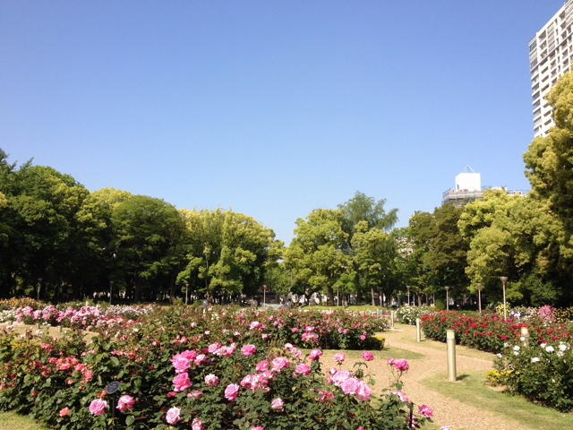 靱公園 バラ園-10