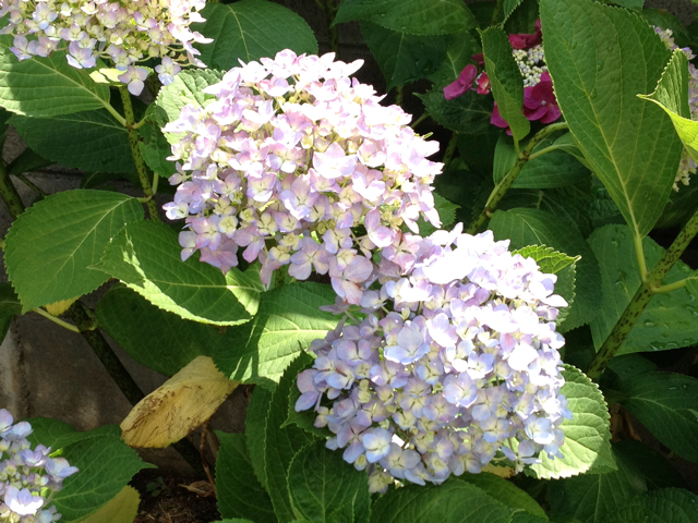 f:id:m3785com:20130608130503j:plain f:id:m3785com:20130608130503j:plain