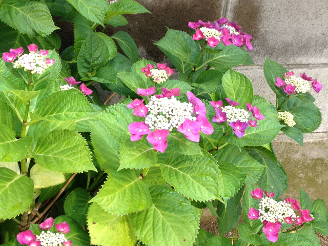 f:id:m3785com:20130608130555j:plain f:id:m3785com:20130608130555j:plain
