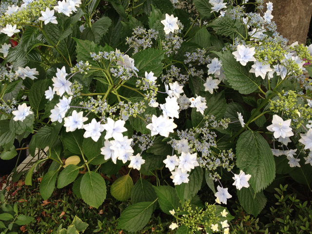 f:id:m3785com:20130609113316j:plain f:id:m3785com:20130609113316j:plain