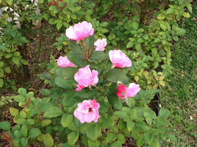 f:id:m3785com:20131103085832j:plain f:id:m3785com:20131103085832j:plain