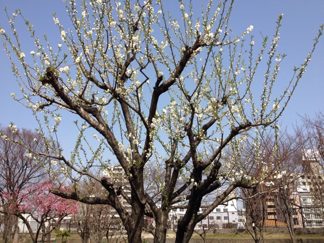 f:id:m3785com:20140319190512j:plain f:id:m3785com:20140319190512j:plain