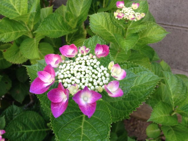 f:id:m3785com:20140601093606j:plain f:id:m3785com:20140601093606j:plain