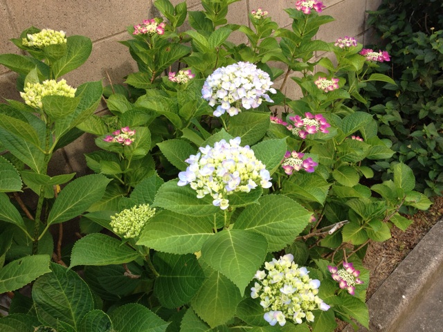 f:id:m3785com:20140601093628j:plain f:id:m3785com:20140601093628j:plain