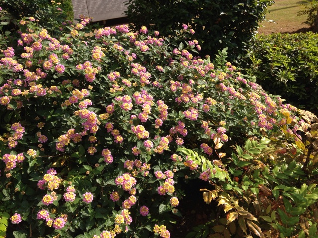 f:id:m3785com:20140601093703j:plain f:id:m3785com:20140601093703j:plain