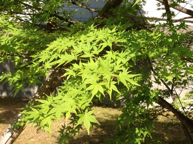 f:id:m3785com:20140601093758j:plain f:id:m3785com:20140601093758j:plain