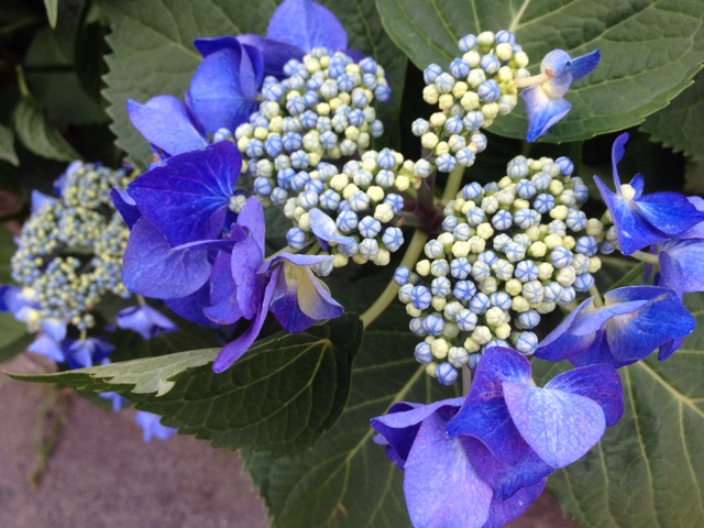 f:id:m3785com:20140601165615j:plain f:id:m3785com:20140601165615j:plain