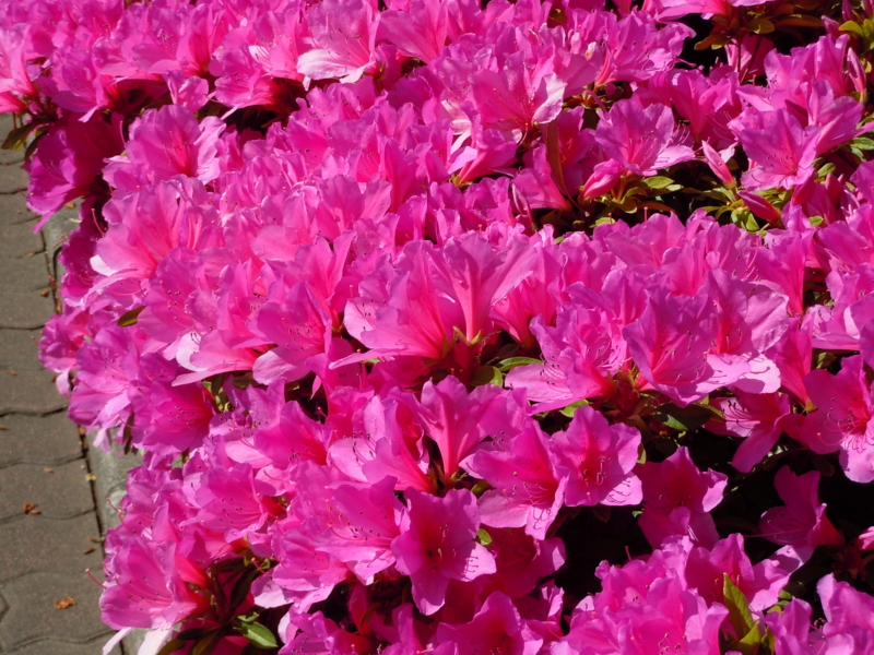 f:id:m3785com:20150505095159j:plain f:id:m3785com:20150505095159j:plain