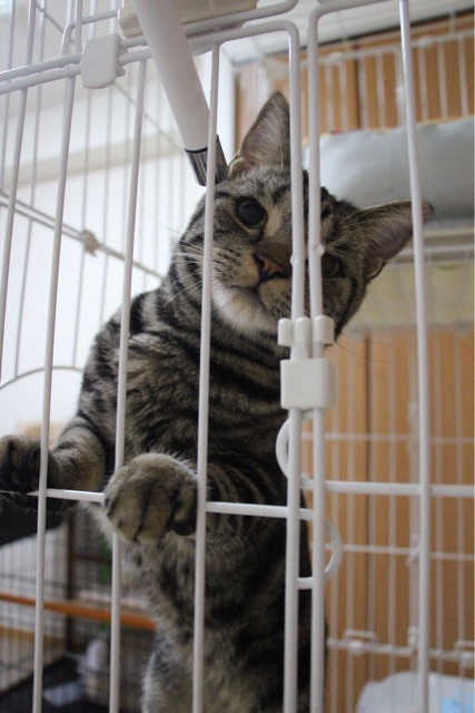 f:id:m3note:20141020121606j:plain