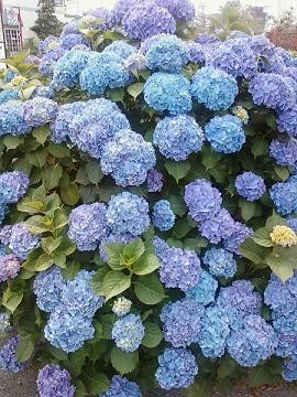 f:id:ma-kun8:20120608230202j:image f:id:ma-kun8:20120608230202j:image