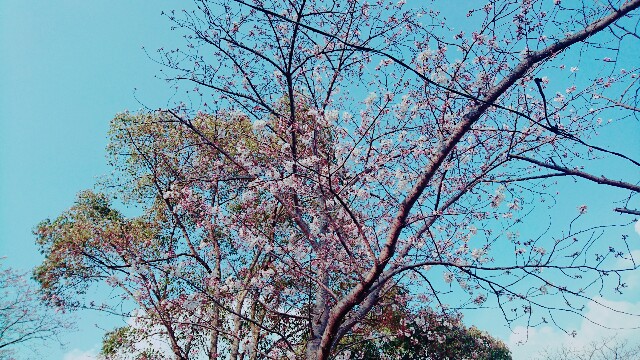 f:id:ma1219kh:20160403002954j:image f:id:ma1219kh:20160403002954j:image