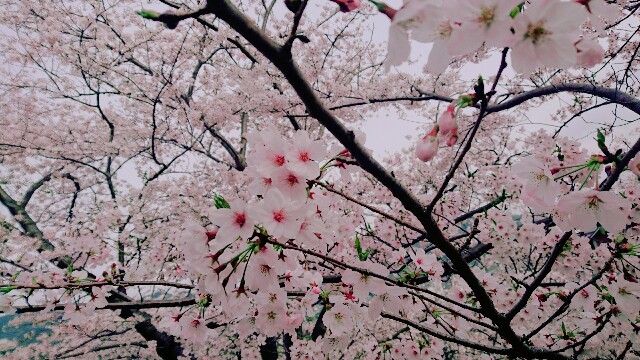 f:id:ma1219kh:20160403003045j:image f:id:ma1219kh:20160403003045j:image