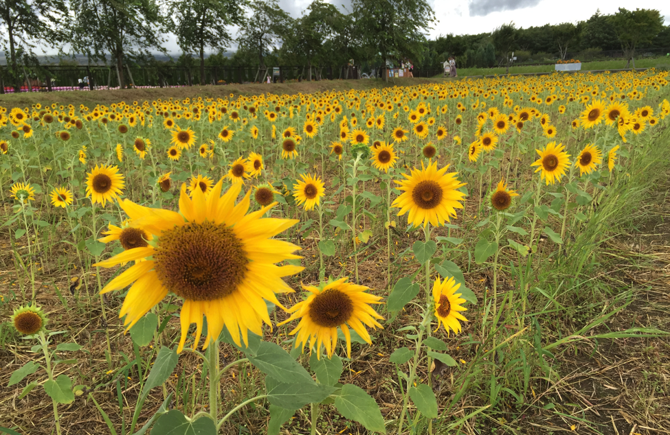 f:id:ma3tk:20160101005819p:image:h200 f:id:ma3tk:20160101005819p:image:h200