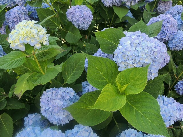 f:id:macskak:20160613094927j:image f:id:macskak:20160613094927j:image