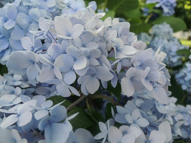 f:id:macskak:20160615193335j:image f:id:macskak:20160615193335j:image