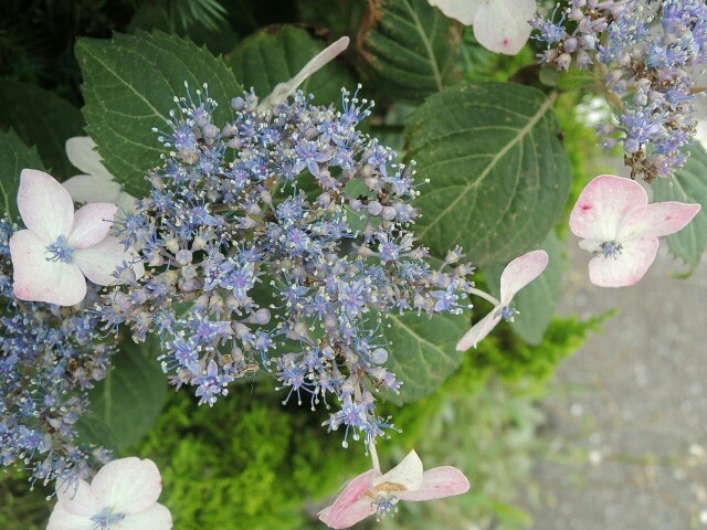 f:id:macskak:20160621182151j:image f:id:macskak:20160621182151j:image