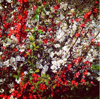 f:id:madokaraqssharqi:20150416141949j:plain f:id:madokaraqssharqi:20150416141949j:plain